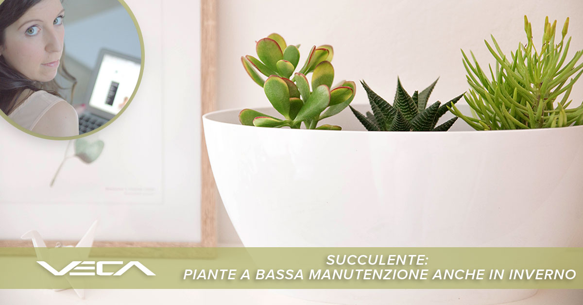 succulente in inverno