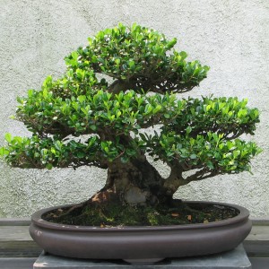 Bonsai