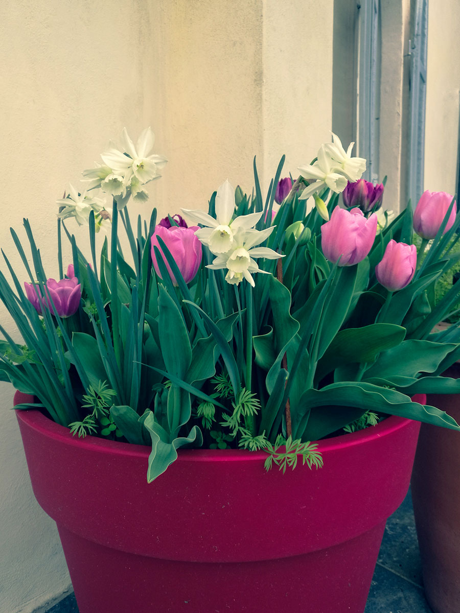 Come coltivare i bulbi in vaso per la primavera e l'estate - Il giardino di  VECA