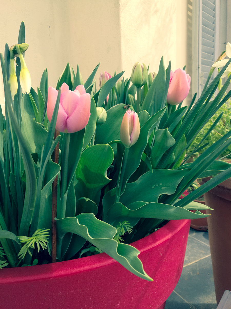 Come coltivare i bulbi in vaso per la primavera e l'estate - Il giardino di  VECA