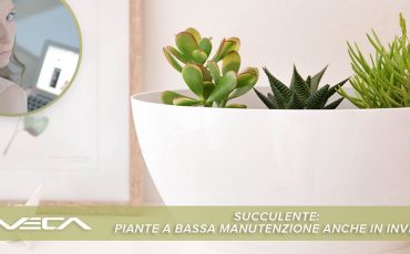 SUCCULENTE: PIANTE A BASSA MANUTENZIONE ANCHE IN INVERNO