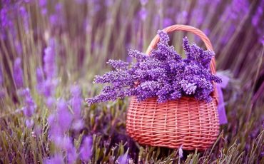 LAVENDER