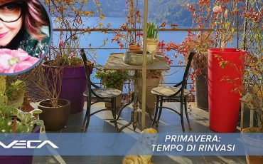 Primavera: tempo di rinvasi