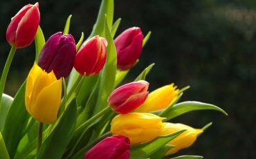 TULIPS