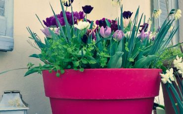 Come coltivare i bulbi in vaso per la primavera e l’estate