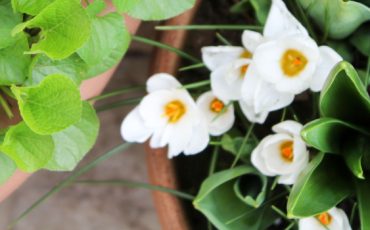 IL GIARDINO DI PRIMAVERA: PICCOLO CHECK-UP DI STAGIONE, TRA BORDURE E RAMPICANTI