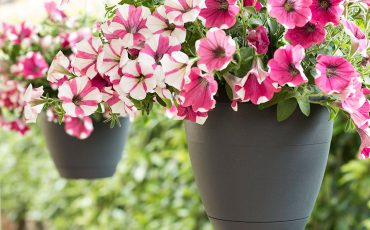 Progettare un giardino sospeso: consigli pratici e di stile