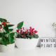 Christmas time: let’s discover all the plants and flowers in blossom!