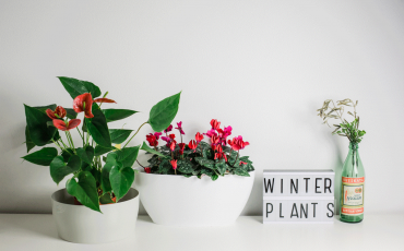 Christmas time: let’s discover all the plants and flowers in blossom!