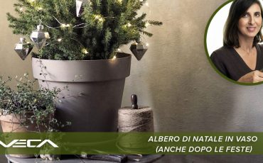 Albero di Natale in vaso