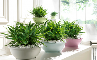 Purify office air with the right plants