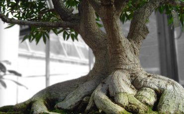 THE GRATIFICATION OF A BONSAI