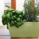 Tutti i vantaggi di avere a disposizione le erbe aromatiche fresche in inverno, e non solo!