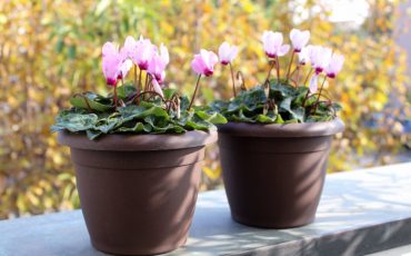 IL GIARDINO A NOVEMBRE, COME TRATTARLO