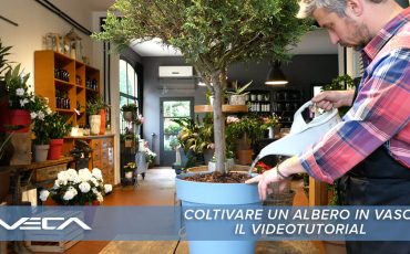 Albero in vaso: il videotutorial