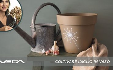 Coltivare l’aglio in vaso