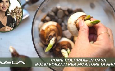 Come coltivare in casa bulbi forzati per fioriture invernali