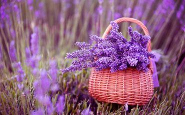 LA LAVANDA