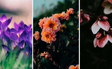 Le piante e i fiori di Febbraio
