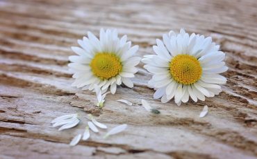 I FIORI DA REGALARE PER LA FESTA DELLA MAMMA