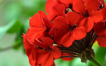 GERANIUMS