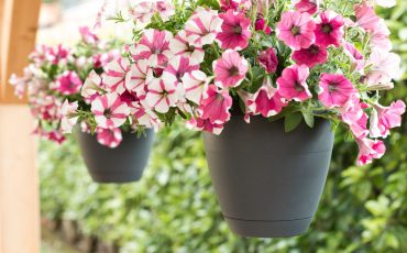 A GARDEN IN SEPTEMBER