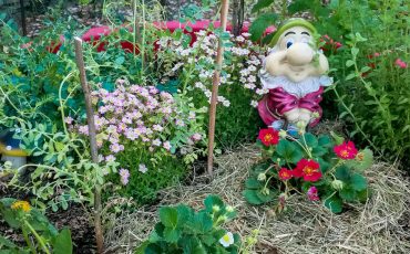 Come realizzare un orto in vaso per gli gnomi da giardino