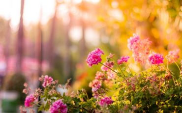 IL GIARDINO IN AGOSTO