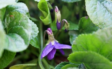 IL GIARDINO IN PRIMAVERA, CONSIGLI