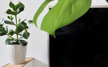 Living room plants: beauty and design