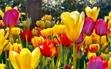 I FIORI DI MAGGIO: RISCOPRIRE IL BELLO DEL TERRAZZO DI CASA