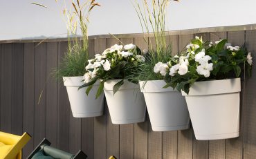 Flowers and plants suitable for hanging