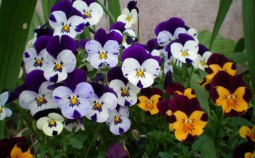 PANSIES COLOUR THE COLD SEASON