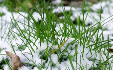 CAN SNOW DAMAGE OUR GARDEN?