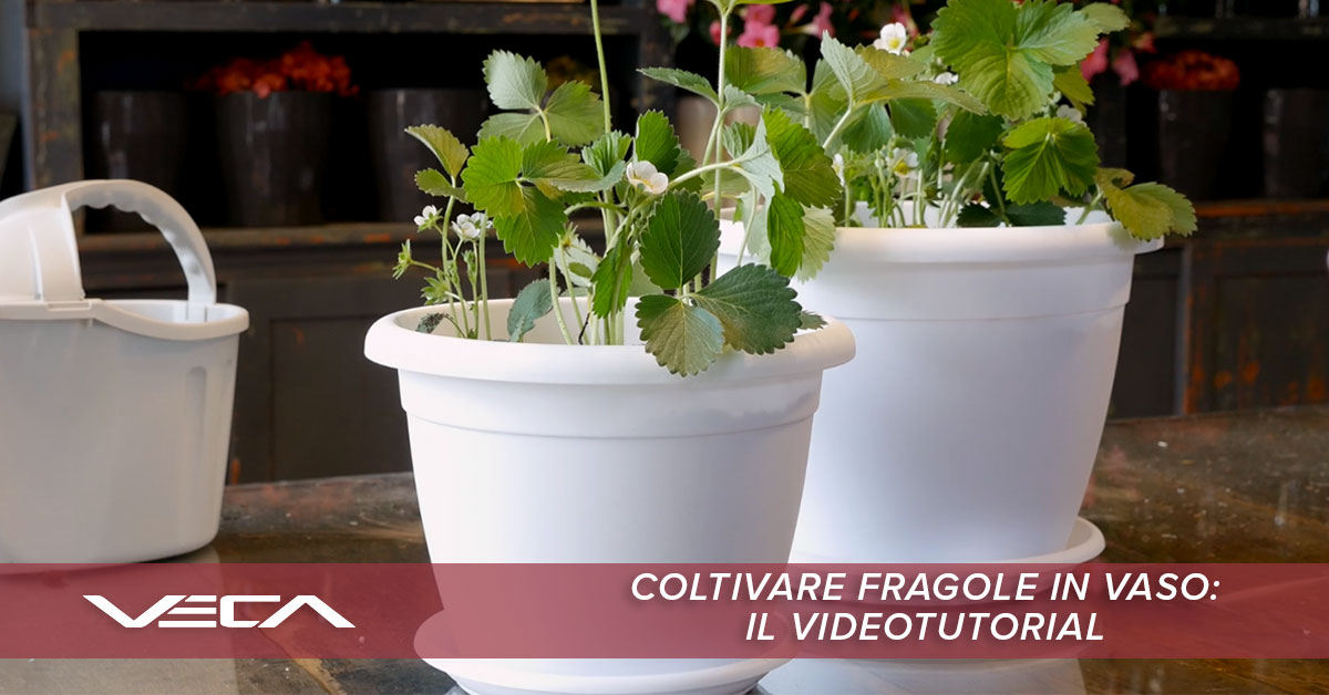 coltivare-fragole-in-vaso-videotutorial