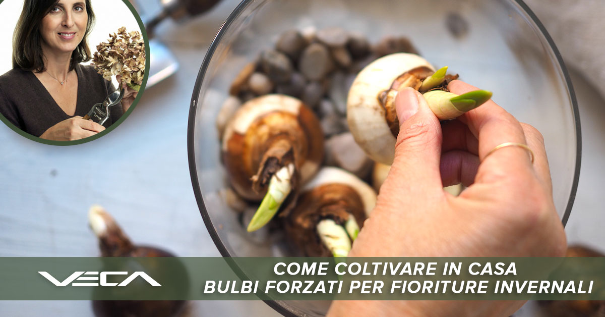 Come coltivare in casa bulbi forzati per fioriture invernali