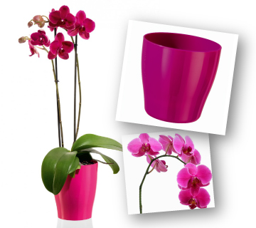 composizione_orchidea_360x320