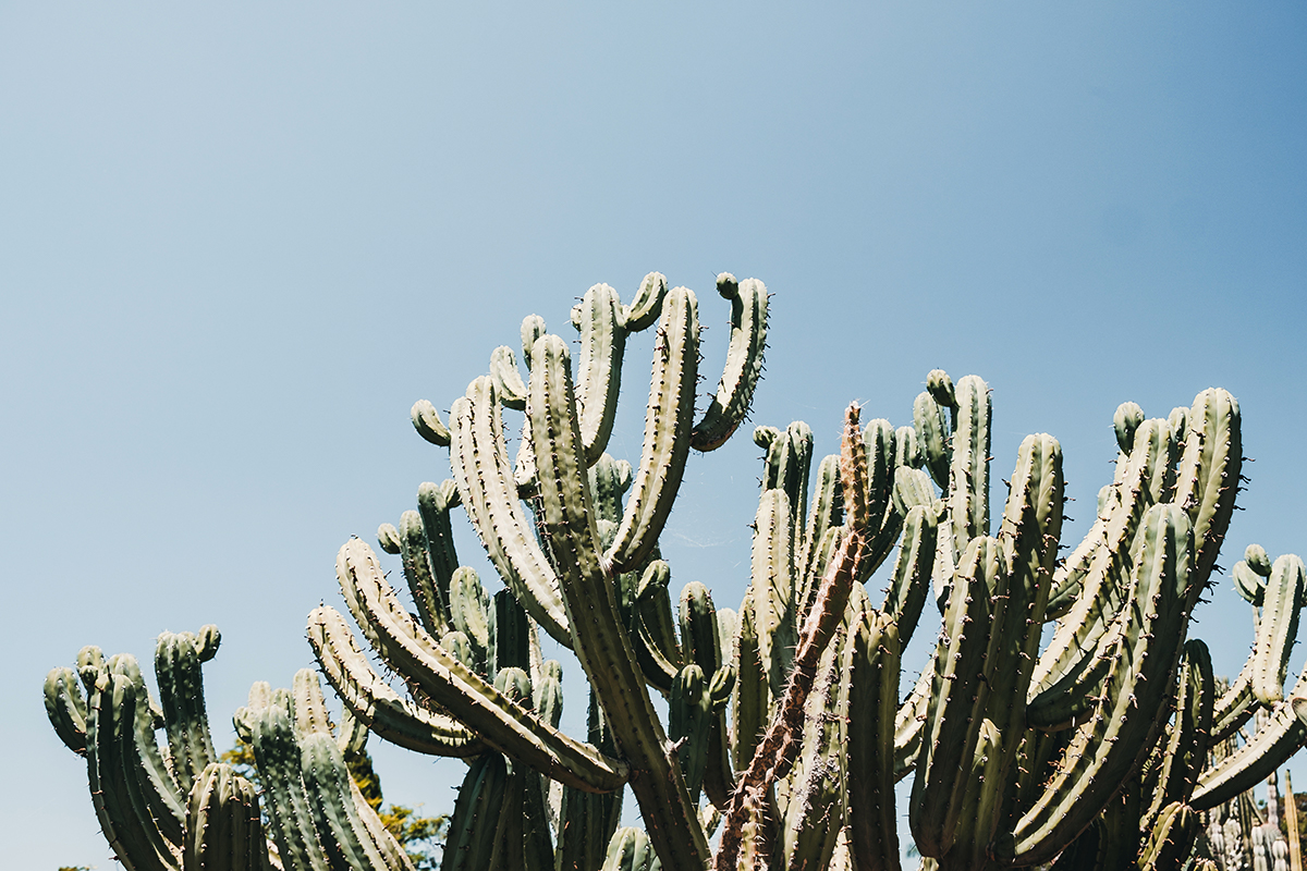 esposizione cactus