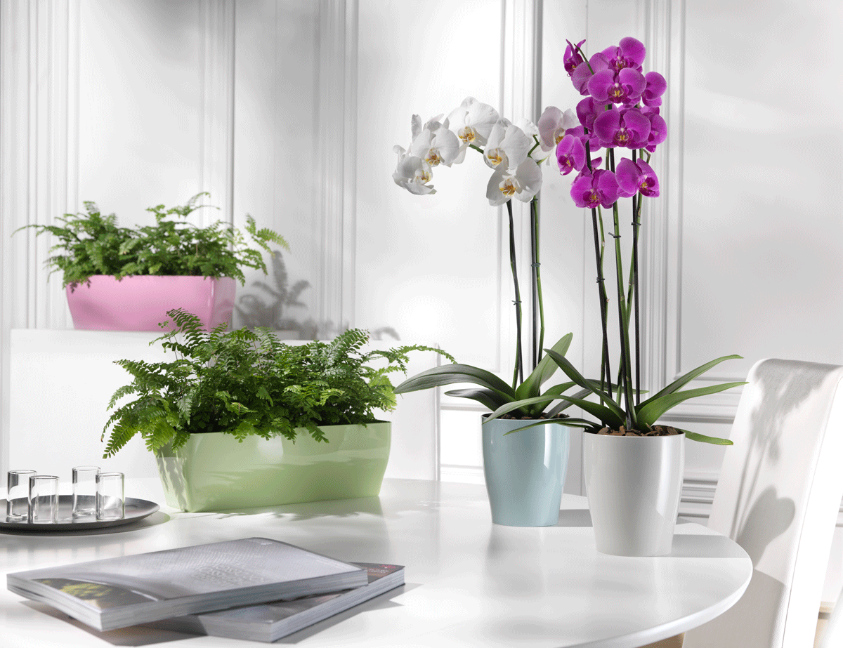 Purificare l'aria dell'ufficio con le giuste piante - Il giardino di VECA