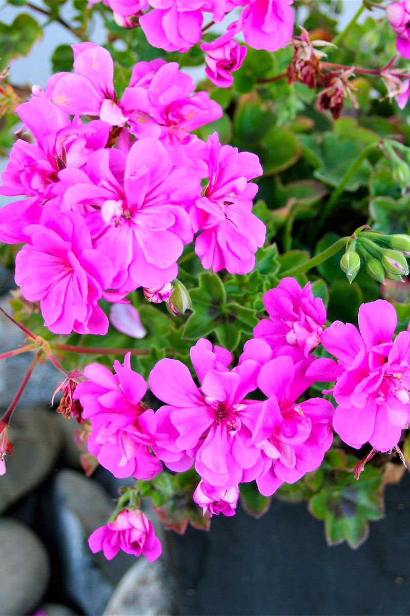 Fiori e piante per vasi da appendere - Il giardino di VECA