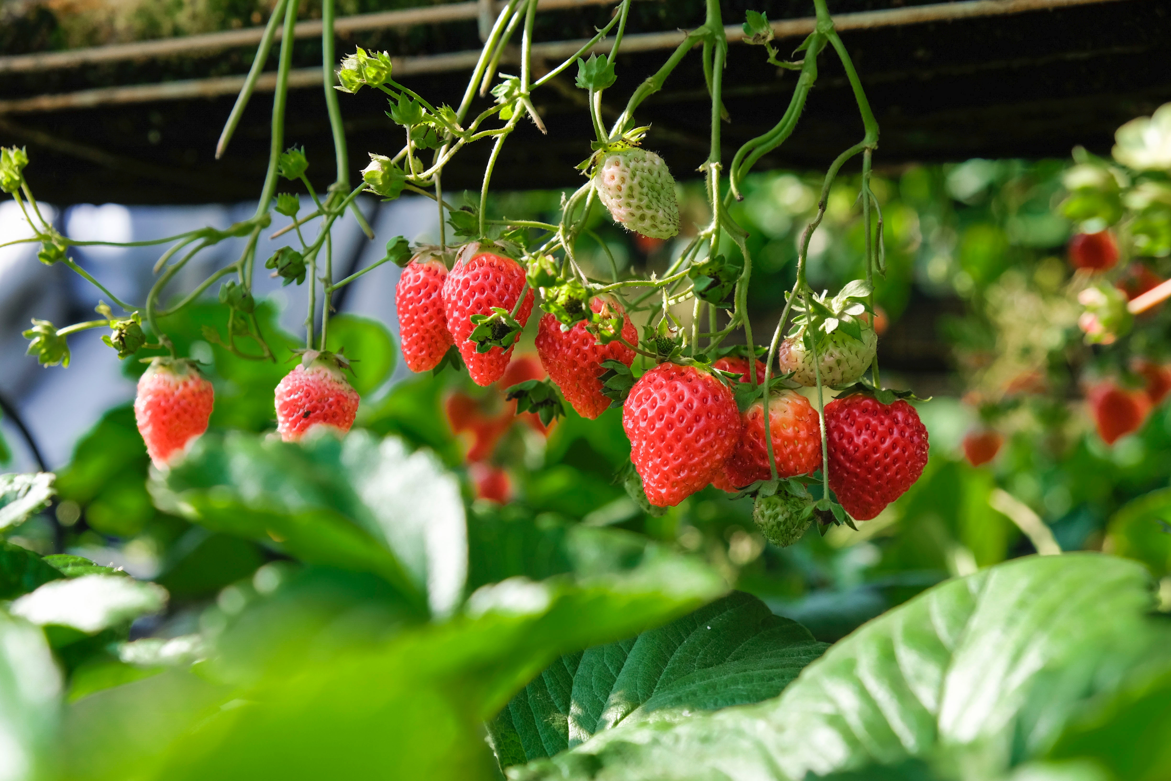 fragole in vaso video