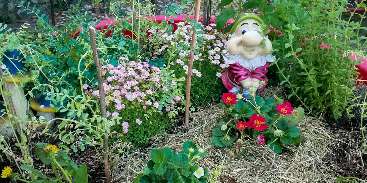 Come realizzare un orto in vaso per gli gnomi da giardino - Il giardino di  VECA