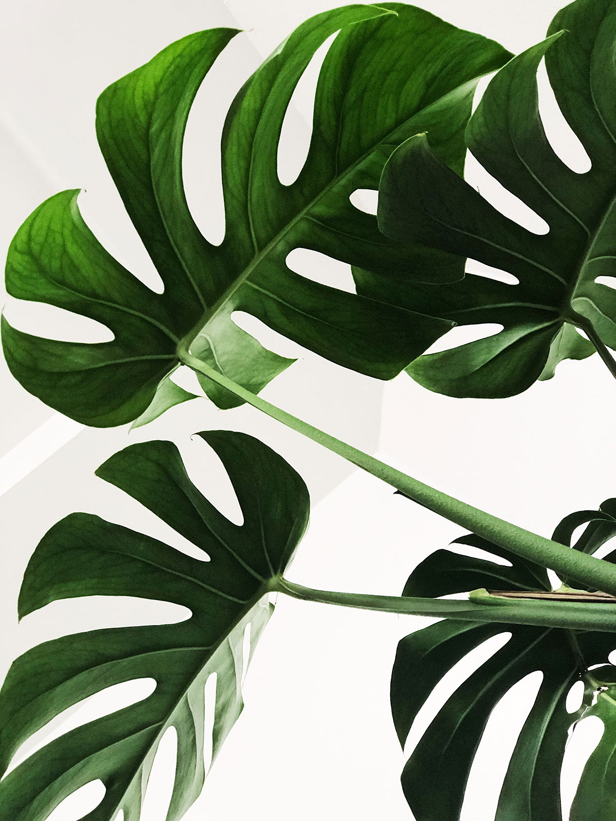 monstera