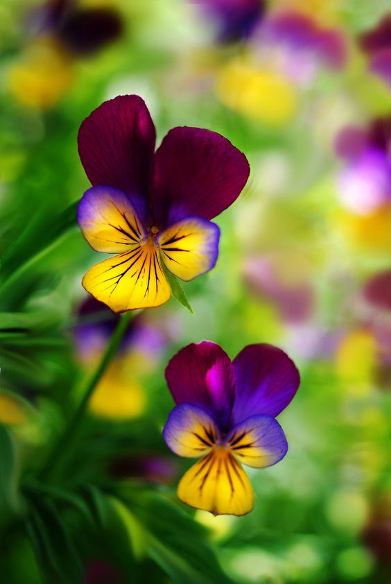 viola tricolor